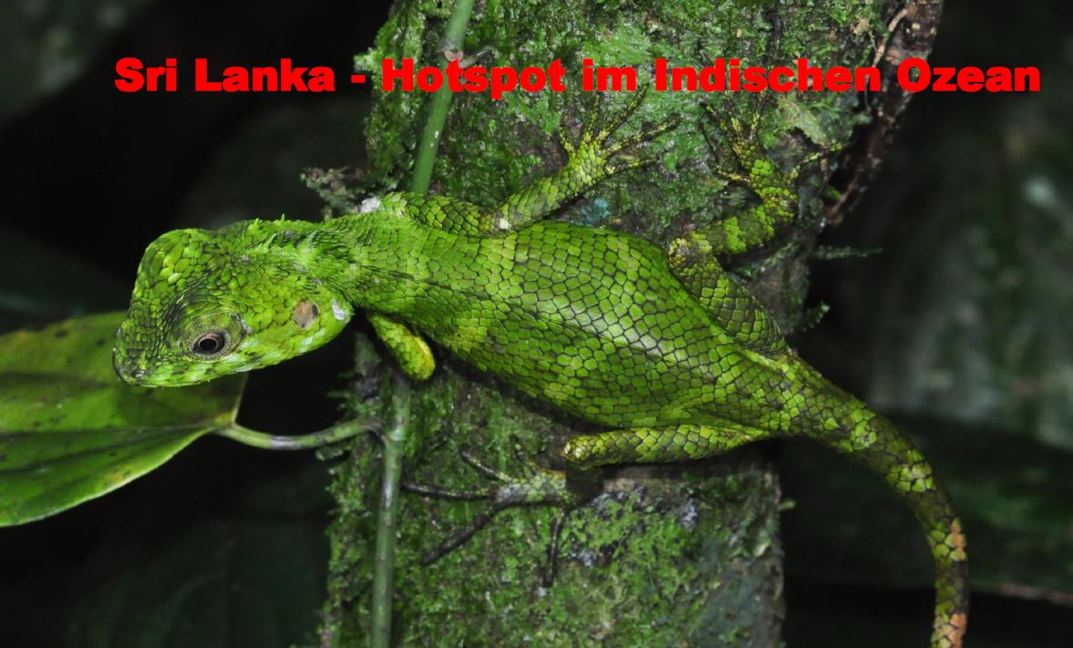 PJanzen SriLanka